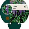 Liriope muscari Pot 9 cm