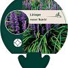 Liriope muscari 'Majestic' Pot 9 cm