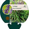 Liriope muscari 'Moneymaker' Pot 9 cm