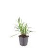 Liriope muscari 'Moneymaker' Pot 9 cm