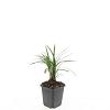 Liriope muscari 'Moneymaker' Pot 9 cm