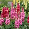 Lupinus 'Gallery Pink' Pot 9 cm