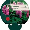 Lupinus 'Gallery Pink' Pot 9 cm