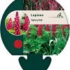 Lupinus 'Gallery Red' Pot 9 cm