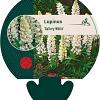 Lupinus 'Gallery White' Pot 9 cm