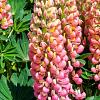 Lupinus 'The Chatelaine' Pot 9 cm