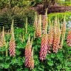 Lupinus 'The Chatelaine' Pot 9 cm