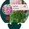 Lupinus 'The Chatelaine' Pot 9 cm