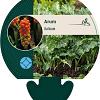 Arum italicum Pot 9 cm