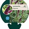 Lysimachia atropurpurea Pot 9 cm