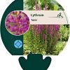 Lythrum Robin Pot 9 cm