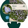 Mazus reptans Pot 9 cm