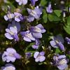 Mazus reptans Pot 9 cm