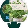 Mentha spicata 'Moroccan' Pot 9 cm