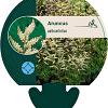 Aruncus aethusifolius Pot 9 cm