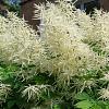 Aruncus dioicus 'Kneiffii' Pot 9 cm
