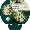 Aruncus dioicus 'Kneiffii' Pot 9 cm