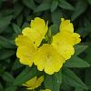 Oenothera fr. 'Fyrverkeri' Pot 9 cm