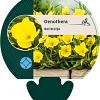 Oenothera macrocarpa Pot 9 cm