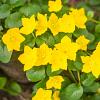 Oenothera macrocarpa Pot 9 cm