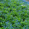 Omphalodes verna Pot 9 cm