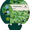 Omphalodes verna Pot 9 cm