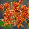 Asclepias tuberosa Pot 9 cm