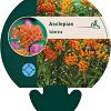 Asclepias tuberosa Pot 9 cm