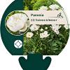 Paeonia (LD) 'Duchesse de Nemours' Pot 11 cm