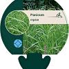 Panicum virgatum Pot 9 cm