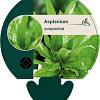 Asplenium scolopendrium Pot 9 cm