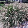 Pennisetum al. 'Red Head' Pot 9 cm