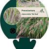 Pennisetum al. 'Red Head' Pot 9 cm