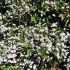 Aster ageratoides 'Ashvi' Pot 9 cm