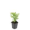 Aster ageratoides 'Ashvi' Pot 9 cm