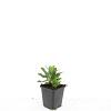 Aster ageratoides 'Ashvi' Pot 9 cm