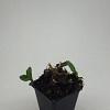 Aster ageratoides 'Ashvi' Pot 9 cm