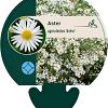 Aster ageratoides 'Ashvi' Pot 9 cm