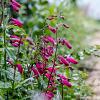 Penstemon 'Garnet' Pot 9 cm