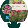 Penstemon 'Garnet' Pot 9 cm