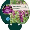 Penstemon 'Purple Passion' Pot 9 cm