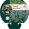 Phlomis tuberosa 'Amazone' Pot 9 cm