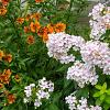 Phlox (S) 'Amazing Grace' Pot 9 cm