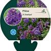 Phlox (P) 'Amethyst' Pot 9 cm