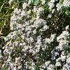 Aster ageratoides 'Asmo' Pot 9 cm