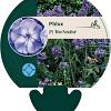 Phlox (P) 'Blue Paradise' Pot 9 cm
