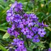 Phlox (P) 'Blue Paradise' Pot 9 cm
