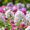 Phlox (P) 'Laura' Pot 9 cm