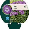 Phlox (P) 'Laura' Pot 9 cm