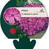 Phlox (S) 'MacDaniel's Cushion' Pot 9 cm